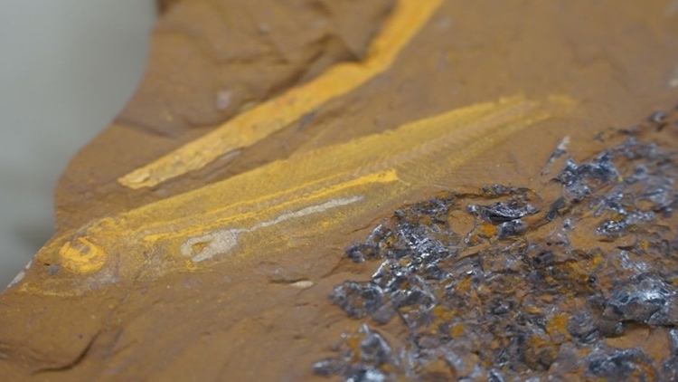 Phát hiện hoá thạch cá 15 triệu năm tuổi tại Australia