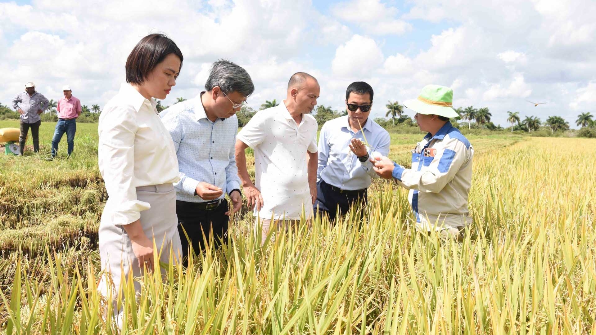 Vươn mầm hạt giống hữu nghị Việt Nam-Cuba