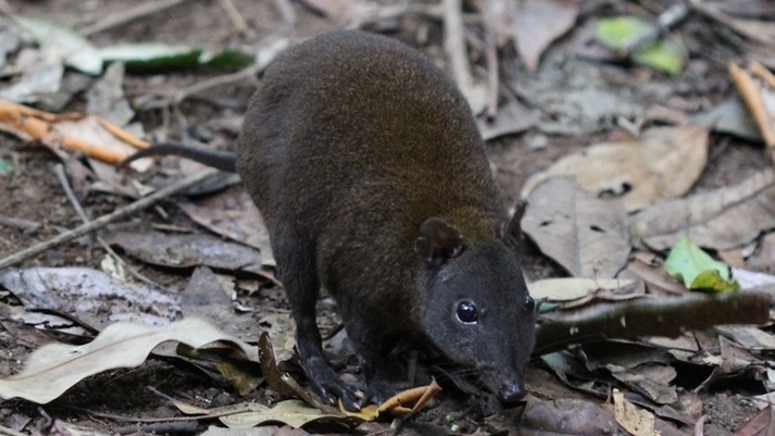 Phát hiện quá trình tiến hoá của loài chuột túi