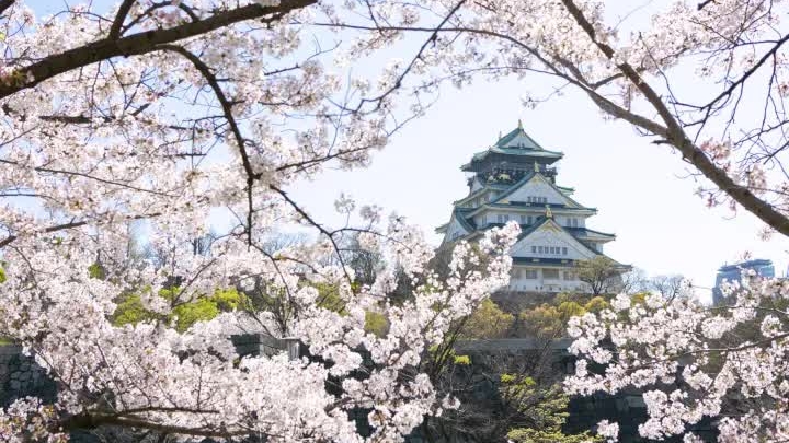 Hoa anh đào sẽ nở rộ tại Nhật Bản từ ngày mai (23/3)