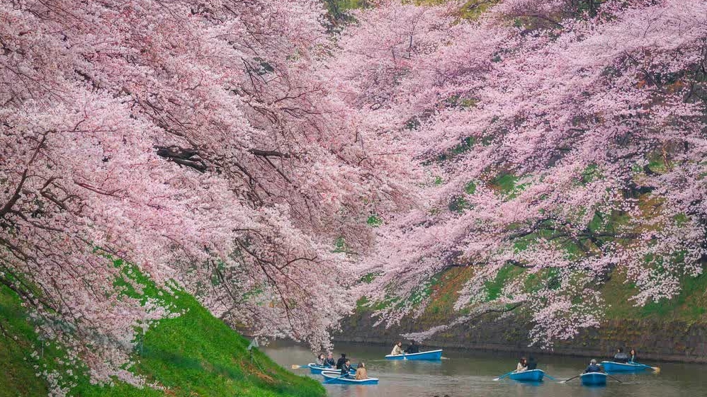 Tokyo chào đón mùa hoa anh đào 2025 sớm hơn dự kiến