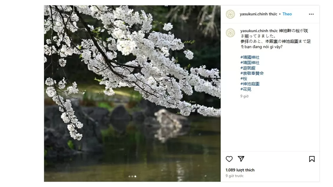 Những bông hoa anh đào dọc bờ ao thiêng đang nở rộ ở khu vườn ao thiêng phía sau chính điện của Đền Yasukuni. (Nguồn: Instagram) Những bông hoa anh đào dọc bờ ao thiêng đang nở rộ ở khu vườn ao thiêng phía sau chính điện của Đền Yasukuni. (Nguồn: Instagram)