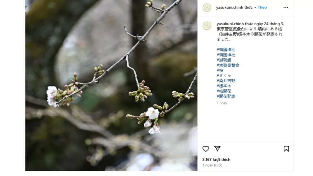 Cơ quan Cơ quan Khí tượng Nhật Bản công bố sự kiện đặc biệt này sau khi quan sát thấy sáu nụ hoa đầu tiên bung nở trên cây anh đào mẫu tại Đền Yasukuni. (Nguồn: Instagram) Cơ quan Cơ quan Khí tượng Nhật Bản công bố sự kiện đặc biệt này sau khi quan sát thấy sáu nụ hoa đầu tiên bung nở trên cây anh đào mẫu tại Đền Yasukuni. (Nguồn: Instagram)