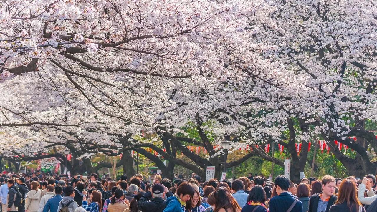 Hoa anh đào tại Công viên Ueno. (Nguồn: Dreamstime) Hoa anh đào tại Công viên Ueno. (Nguồn: Dreamstime)