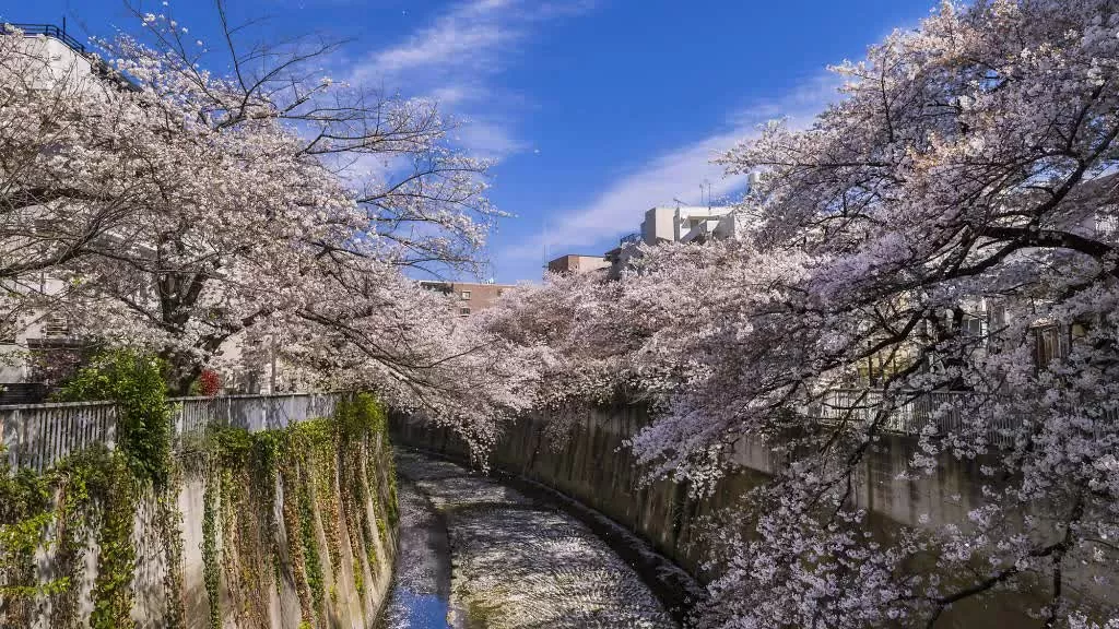 Sông Kanda – Góc ngắm hoa ngoạn mục Là điểm ngắm hoa ít được biết đến, sông Kanda mang đến khung cảnh lãng mạn như sông Meguro nhưng vắng khách du lịch hơn. Du khách có thể đi xe điện Arakawa đến Ga Waseda, sau đó tản bộ ngắn đến bờ sông. Khi hoa nở rộ, những cây anh đào cổ thụ cùng đèn lồng hồng lễ hội tạo nên khung cảnh ngoạn mục. (Nguồn: Picture Cells/Pixta) Sông Kanda – Góc ngắm hoa ngoạn mục Là điểm ngắm hoa ít được biết đến, sông Kanda mang đến khung cảnh lãng mạn như sông Meguro nhưng vắng khách du lịch hơn. Du khách có thể đi xe điện Arakawa đến Ga Waseda, sau đó tản bộ ngắn đến bờ sông. Khi hoa nở rộ, những cây anh đào cổ thụ cùng đèn lồng hồng lễ hội tạo nên khung cảnh ngoạn mục. (Nguồn: Picture Cells/Pixta)
