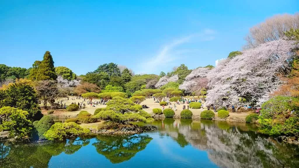 Tokyo chào đón mùa hoa anh đào 2025 sớm hơn dự kiến. Shinjuku Gyoen – Ốc đảo hoa. Giữa khu Shinjuku sầm uất, Shinjuku Gyoen mang đến không gian xanh yên bình bậc nhất Tokyo. Khi mùa hoa anh đào đến, khu vườn bừng nở sắc hồng rực rỡ, tạo nên khung cảnh ngoạn mục. Vé vào cửa 500 yên, du khách cần đặt chỗ trước nếu ghé thăm vào các ngày cao điểm. (Nguồn: Dreamstime) Tokyo chào đón mùa hoa anh đào 2025 sớm hơn dự kiến. Shinjuku Gyoen – Ốc đảo hoa. Giữa khu Shinjuku sầm uất, Shinjuku Gyoen mang đến không gian xanh yên bình bậc nhất Tokyo. Khi mùa hoa anh đào đến, khu vườn bừng nở sắc hồng rực rỡ, tạo nên khung cảnh ngoạn mục. Vé vào cửa 500 yên, du khách cần đặt chỗ trước nếu ghé thăm vào các ngày cao điểm. (Nguồn: Dreamstime)
