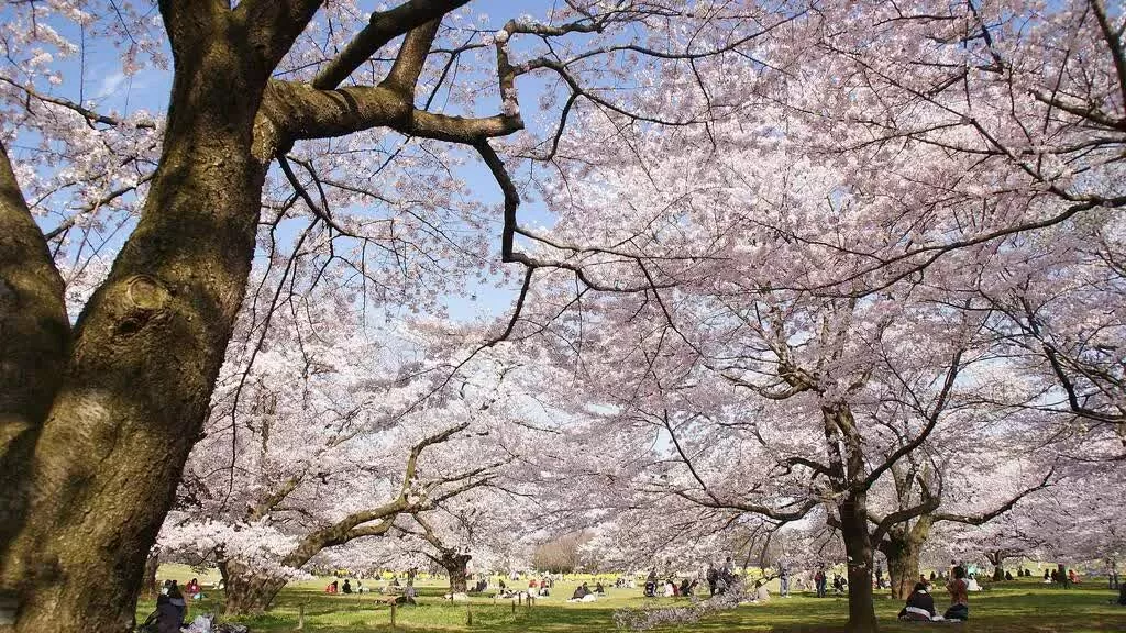 Tokyo chào đón mùa hoa anh đào 2025 sớm hơn dự kiến. Công viên Showa Kinen – Bức tranh mùa xuân rực rỡ với sắc hồng và vàng Chỉ cách Shinjuku 30 phút đi tàu, Công viên Showa Kinen là điểm ngắm hoa anh đào tuyệt đẹp với 31 giống khác nhau, bao gồm somei-yoshino và yamazakura. Đặc biệt, sự kết hợp giữa sắc hồng của anh đào và thảm vàng rực rỡ của hoa cải dầu tạo nên khung cảnh mùa xuân ngoạn mục. (Nguồn: AC/Time Out Tokyo) Tokyo chào đón mùa hoa anh đào 2025 sớm hơn dự kiến. Công viên Showa Kinen – Bức tranh mùa xuân rực rỡ với sắc hồng và vàng Chỉ cách Shinjuku 30 phút đi tàu, Công viên Showa Kinen là điểm ngắm hoa anh đào tuyệt đẹp với 31 giống khác nhau, bao gồm somei-yoshino và yamazakura. Đặc biệt, sự kết hợp giữa sắc hồng của anh đào và thảm vàng rực rỡ của hoa cải dầu tạo nên khung cảnh mùa xuân ngoạn mục. (Nguồn: AC/Time Out Tokyo)