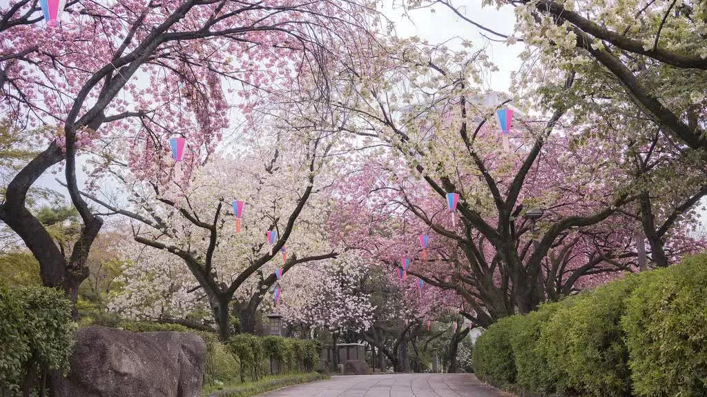 Tokyo chào đón mùa hoa anh đào 2025 sớm hơn dự kiến. Công viên Asukayama – Không gian ngắm hoa lâu đời bậc nhất Công viên Asukayama, cùng với Ueno, là một trong những địa điểm ngắm hoa anh đào lâu đời nhất Tokyo. Từ thế kỷ XVIII, khi shogun Tokugawa Yoshimune cho trồng những cây đầu tiên, nơi đây đã trở thành điểm hẹn mùa Xuân quen thuộc của người dân thành phố. (Nguồn: Dreamstime)