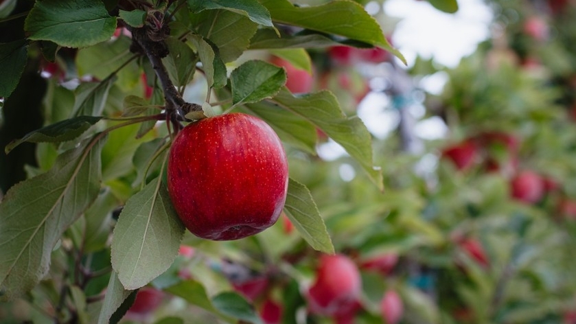 T&G thành công bảo vệ quyền sở hữu trí tuệ giống táo ENVY® tại Trung Quốc