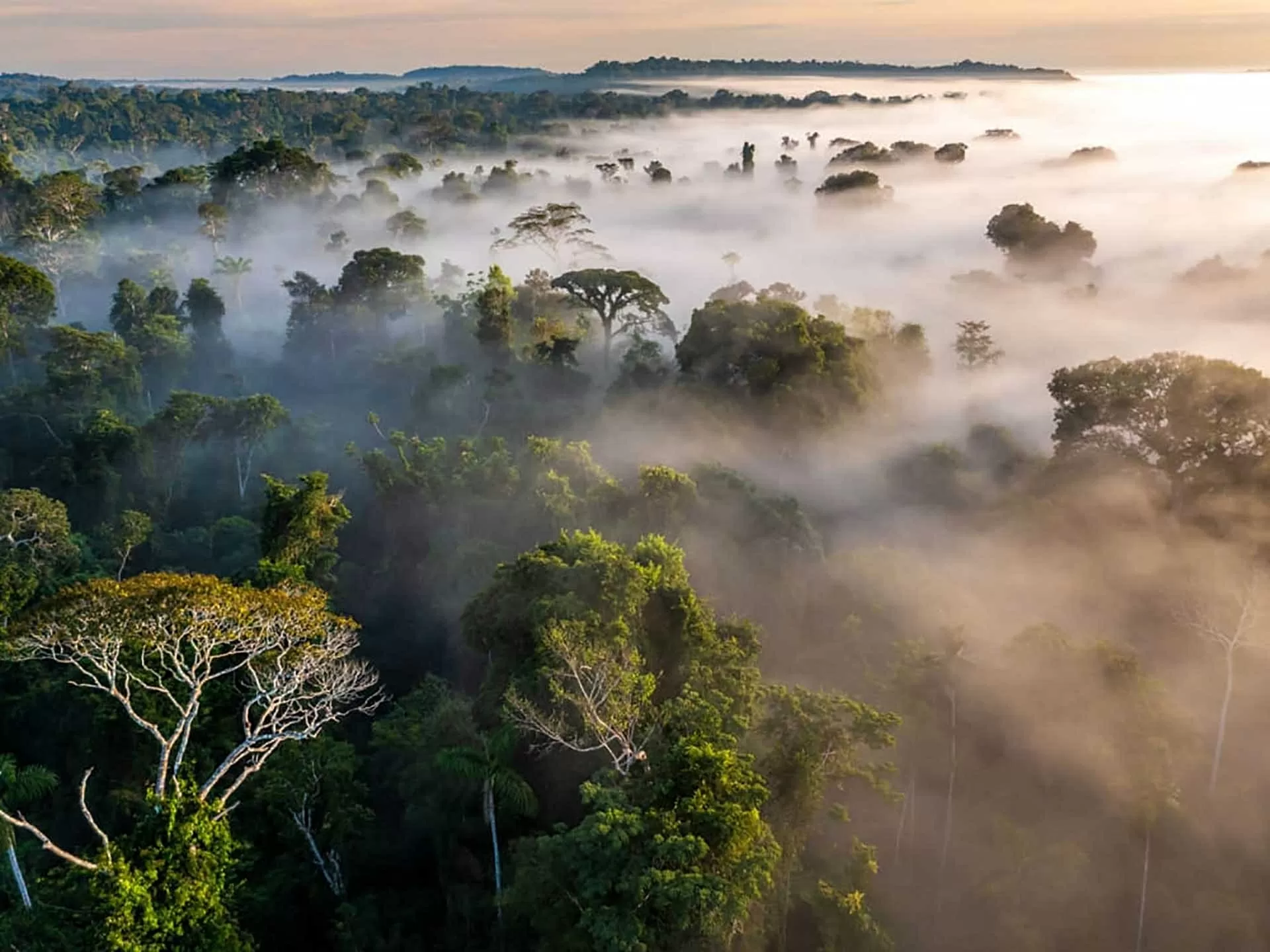 ‘Cây hút tiền’ của Brazil