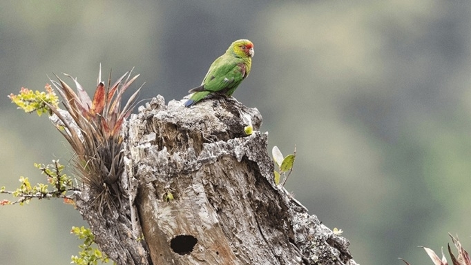 Ecuador: Thành lập khu bảo tồn mới để bảo vệ loài vẹt đỏ mặt có nguy cơ tuyệt chủng