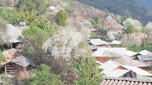 Hoa sơn tra bung nở níu chân du khách giữa đại ngàn Tây Bắc