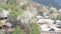 Hoa sơn tra bung nở níu chân du khách giữa đại ngàn Tây Bắc