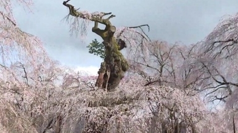 Nhật Bản: Cây anh đào rủ 600 năm tuổi nở hoa tại ngôi chùa phía Tây Bắc Tokyo