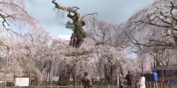 Nhật Bản: Cây anh đào rủ 600 năm tuổi nở hoa tại ngôi chùa phía Tây Bắc Tokyo