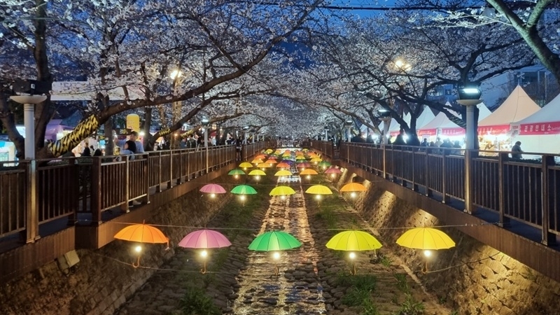 Hàn Quốc: Kết thúc Lễ hội hoa anh đào Jinhae 2025