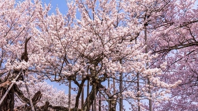 Nhật Bản: Bốn cây hoa anh đào nghìn năm tuổi bung nở
