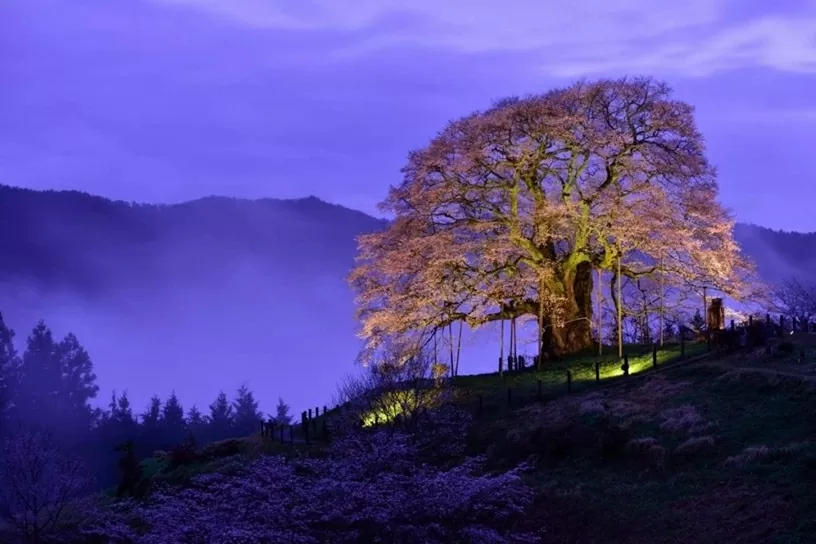 Nhật Bản: Bốn cây hoa anh đào 1.000 năm bung nở