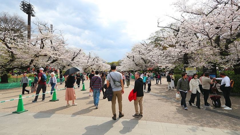 Du lịch Nhật Bản ‘nở rộ’ mùa lễ hội Hanami