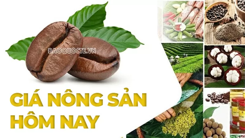 Giá nông sản hôm nay 1/10/2025: Giá cà phê Giá nông sản hôm nay 1/10/2025: Giá cà phê