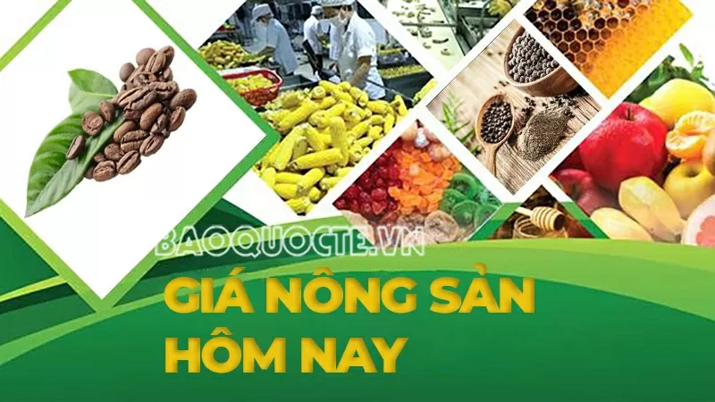 Giá nông sản hôm nay 12/5/2025: Giá cà phê