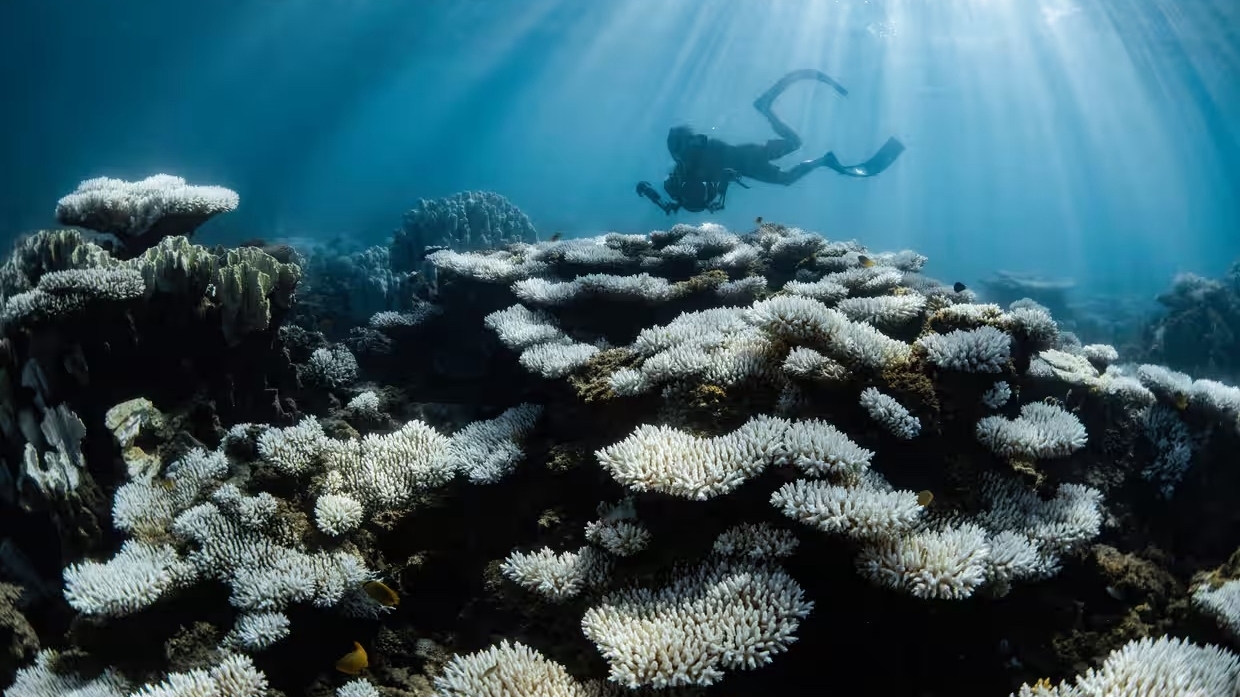 Hơn 80% rạn san hô trên toàn cầu trắng xóa, báo động về các đợt tẩy trắng nghiêm trọng nhất trong lịch sử