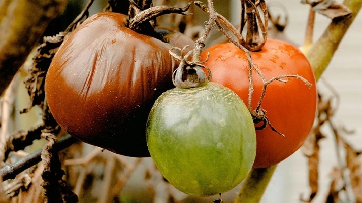 Trái đất nóng lên, báo động tình trạng thực phẩm nhanh hỏng, ảnh hưởng đến sức khoẻ