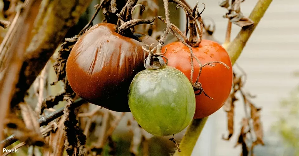 Trái đất nóng lên, báo động tình trạng thực phẩm nhanh hỏng, ảnh hưởng đến sức khoẻ