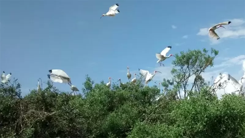 Tiếng gọi của thiên nhiên: Ngắm chim là lựa chọn hoàn hảo cho một kỳ nghỉ “hobbiday”. (Nguồn: Anita Rao Kashi) Tiếng gọi của thiên nhiên: Ngắm chim là lựa chọn hoàn hảo cho một kỳ nghỉ “hobbiday”. (Nguồn: Anita Rao Kashi)