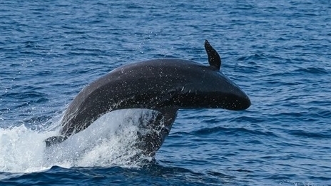 Australia: Nhiều cá thể cá ông chuông mắc cạn ngoài khơi bãi biển