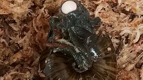 New Zeland: Lần đầu tiên ghi nhận loài ốc quý hiếm đẻ trứng từ cổ