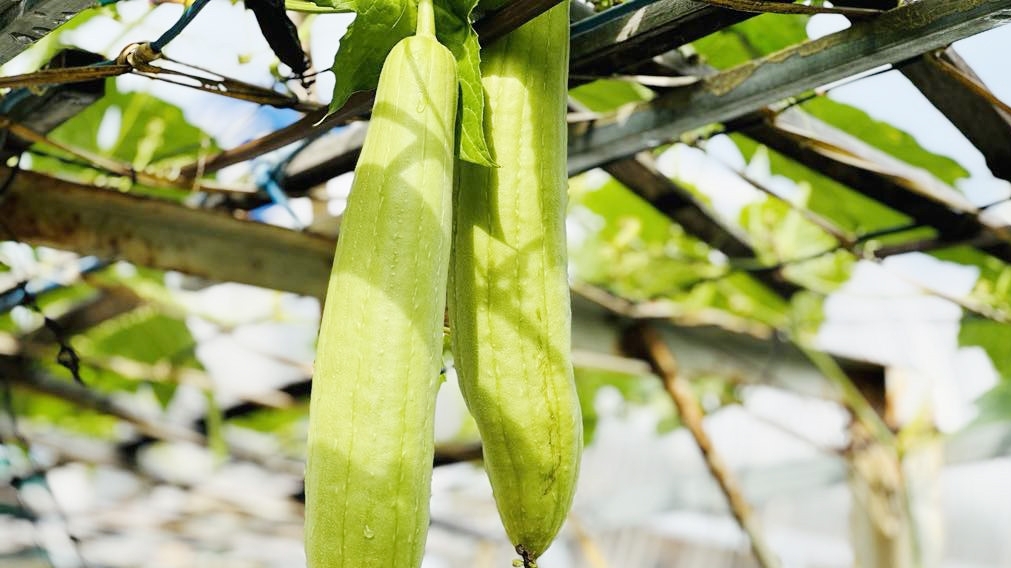 Những lưu ý khi ăn mướp để đảm bảo sức khoẻ