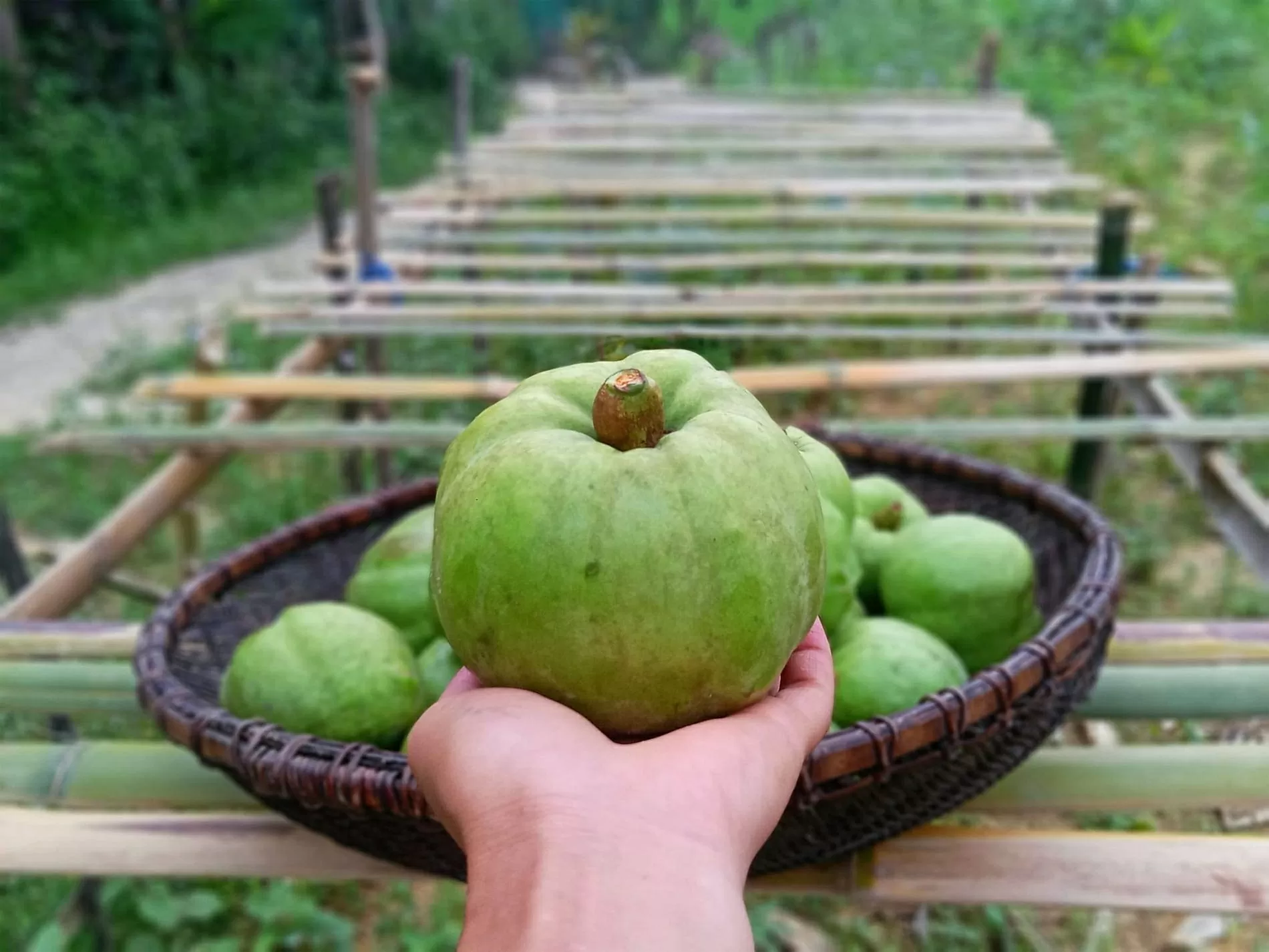 Đặc sản ‘trời ban’ được bà con vùng cao ‘săn đón’ Đặc sản ‘trời ban’ được bà con vùng cao ‘săn đón’