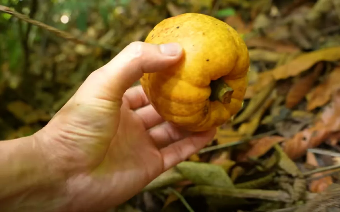 Đặc sản ‘trời ban’ được bà con vùng cao ‘săn đón’ Đặc sản ‘trời ban’ được bà con vùng cao ‘săn đón’