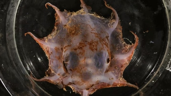 Australia: Phát hiện loài bạch tuộc mới ở hẻm núi biển sâu