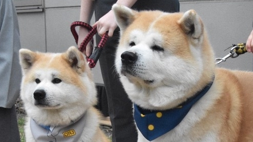 Nhật Bản: Hai chú chó được bổ nhiệm làm 'Giám đốc' sân bay
