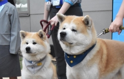 Nhật Bản: Hai chú chó được bổ nhiệm làm 