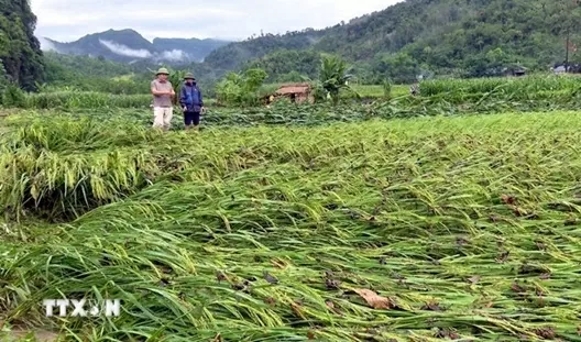 Mưa lớn kéo dài gây nhiều thiệt hại tại một số địa phương