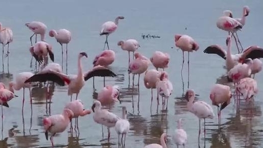 Chim hồng hạc nhỏ ở châu Phi mất dần địa điểm sinh sản do nước thải