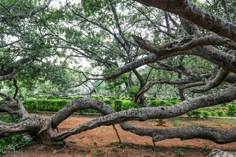 Đây là một kỳ quan thiên nhiên nằm gần thành phố Mahabubnagar, thuộc bang Telangana, Ấn Độ. Cây đa này được ước tính có tuổi đời khoảng 700-800 năm. Đây là một kỳ quan thiên nhiên nằm gần thành phố Mahabubnagar, thuộc bang Telangana, Ấn Độ. Cây đa này được ước tính có tuổi đời khoảng 700-800 năm.