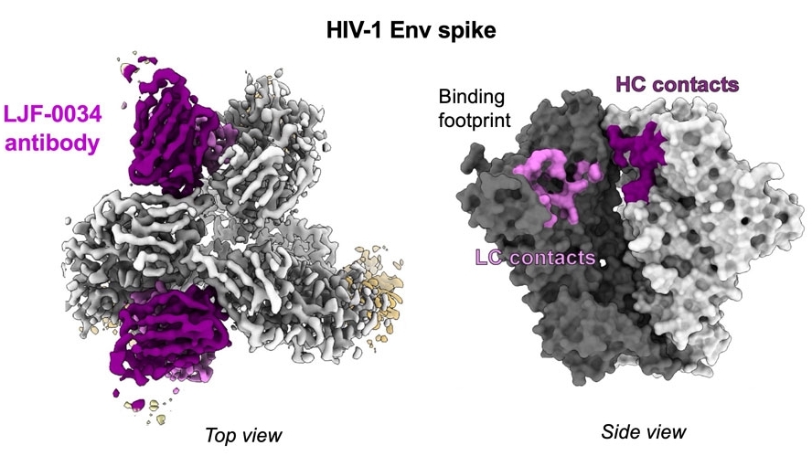 'Huấn luyện viên' cho hệ miễn dịch: Đột phá mới trong nghiên cứu vaccine HIV