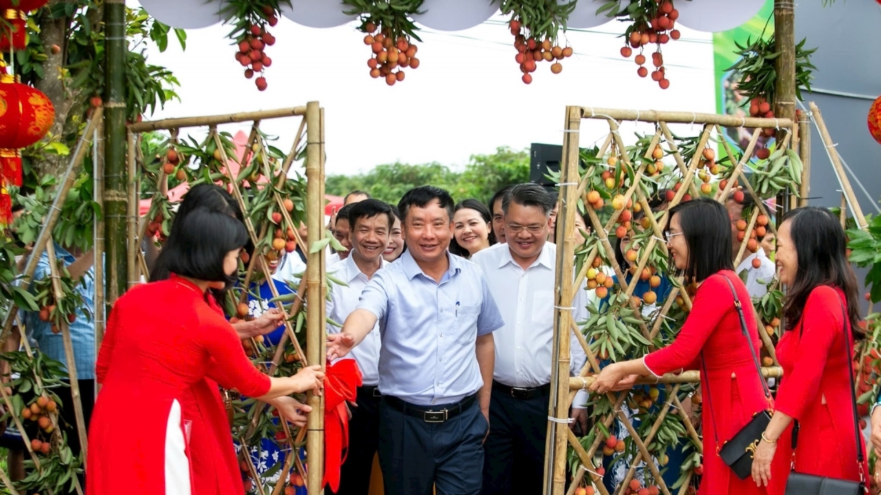 Nâng cao nhận diện thương hiệu vải thiều Thanh Hà - biểu tượng tinh thần lao động sáng tạo của người dân Hải Dương