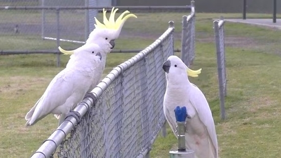 Loài vẹt mào lưu huỳnh biết kiên nhẫn xếp hàng, tự mở vòi nước công cộng để giải khát