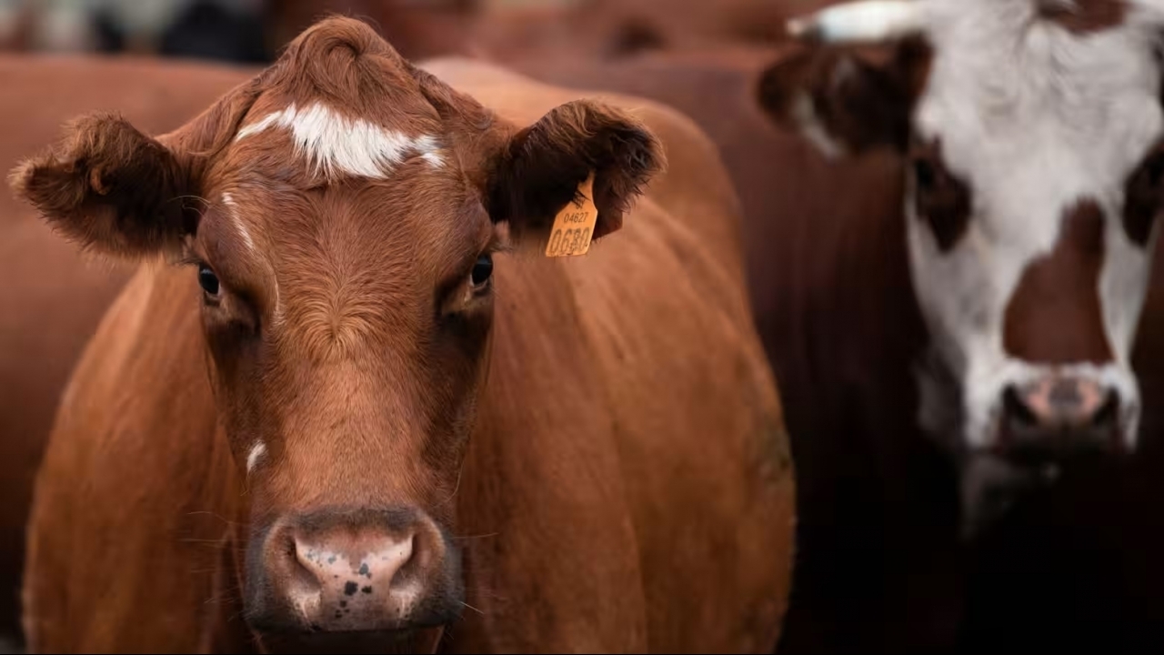 Startup Australia hỗ trợ Lào giải quyết ‘bài toán’ năng suất và phát thải