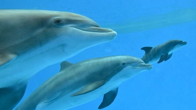 Cá heo mẹ giúp nhau sinh con trong sở thú