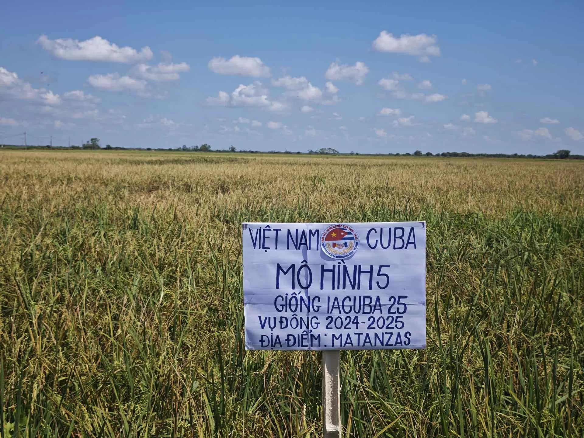 Việt Nam-Cuba phát triển sản xuất lúa gạo: Bốn giống đạt tiêu chuẩn và được đặt tên là ViBa Việt Nam-Cuba phát triển sản xuất lúa gạo: Bốn giống đạt tiêu chuẩn và được đặt tên là ViBa