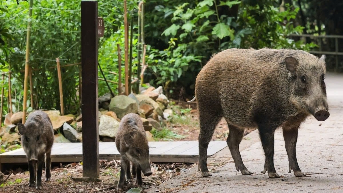Bằng chứng khảo cổ hé lộ điều bất ngờ về người Trung Quốc 8.000 năm trước