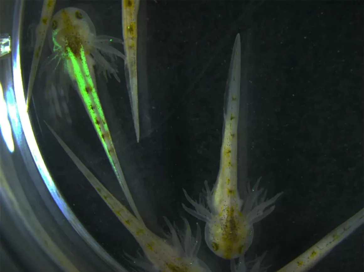 Kỳ nhông phát sáng: Manh mối mới trong hành trình giải mã khả năng tái sinh chi thể