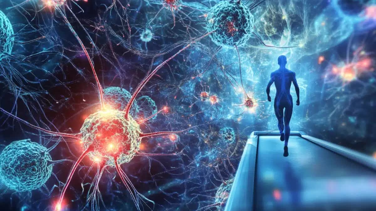 Chạy bộ giúp kích hoạt gene chống Alzheimer