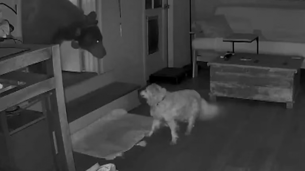 Video chú chó dũng cảm đối đầu gấu hoang bảo vệ nhà chủ gây sốt